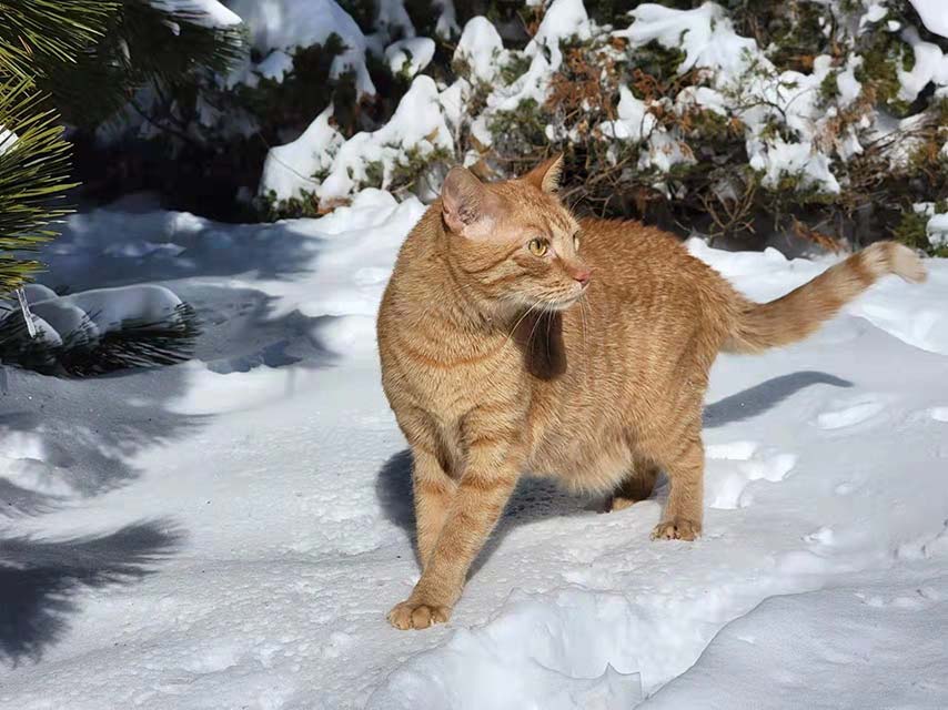 My cat Sonic in the snow.